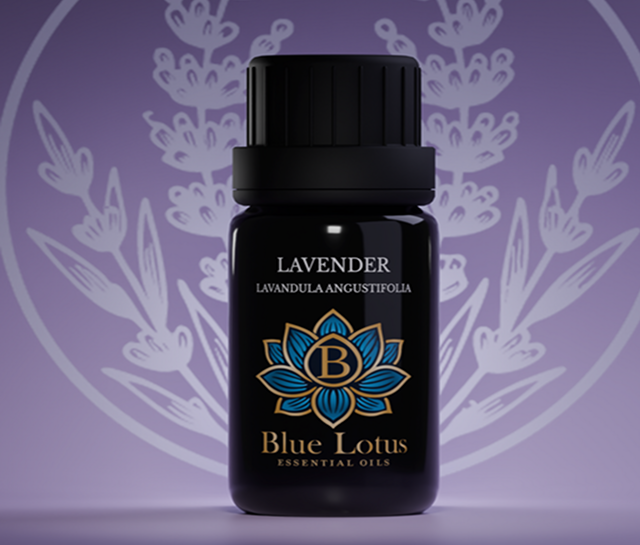 Lavanda – Lavandula Angustifolia